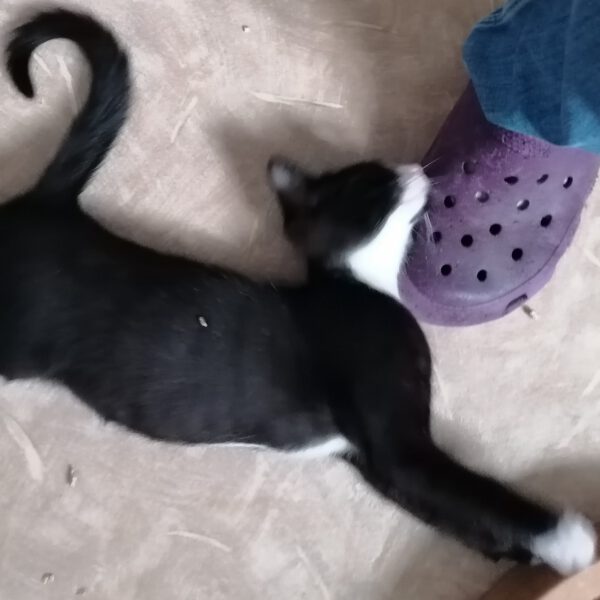 FRANKLIN, Kater, 06/2025 – Bild 2