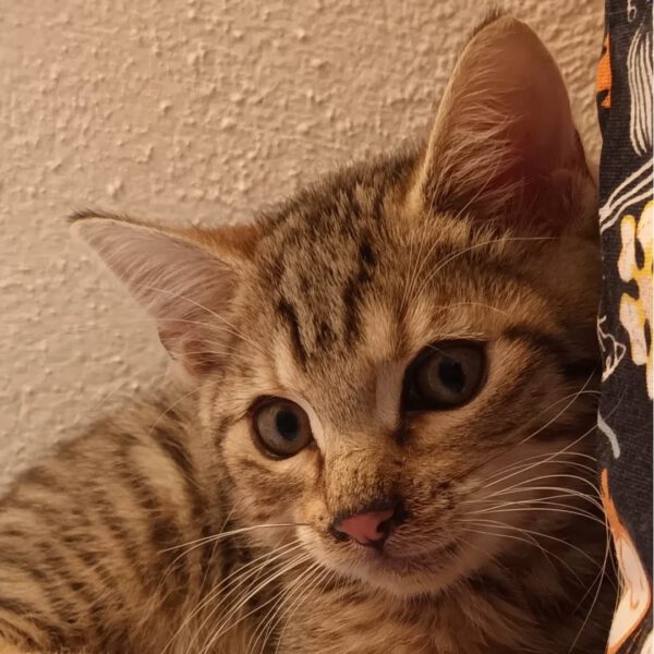 AZUL, Kater, 07/2025 – Bild 6