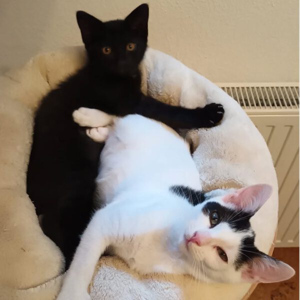 TIKAL, Kater, 07/2025 – Bild 5