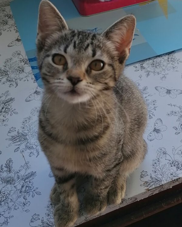 PATTI, Katze, 06/2025 – Bild 4