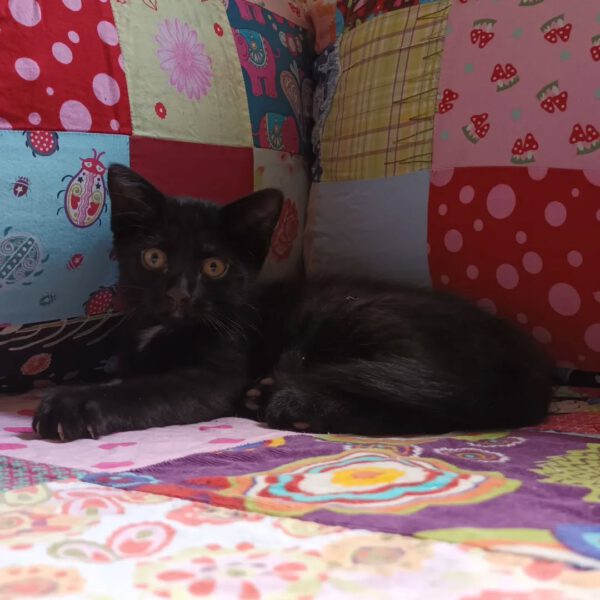 TIKAL, Kater, 07/2025 – Bild 3