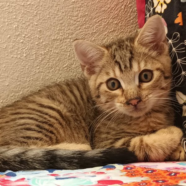 AZUL, Kater, 07/2025