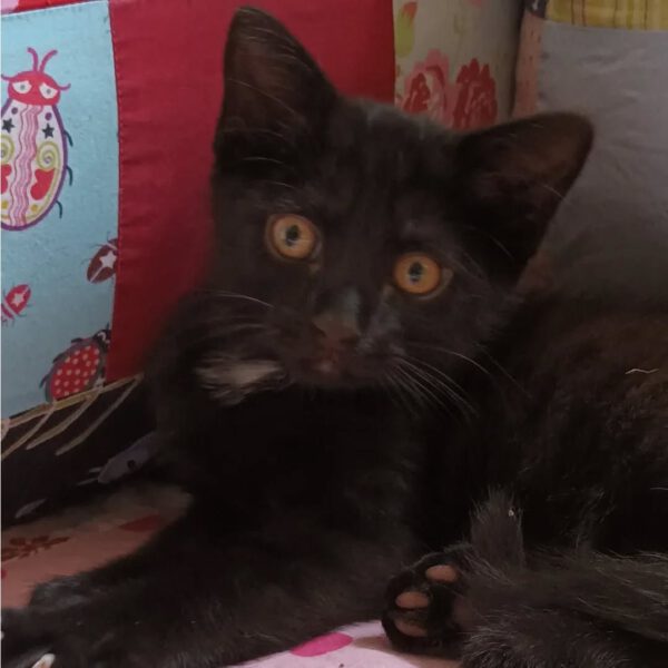 TIKAL, Kater, 07/2025 – Bild 7