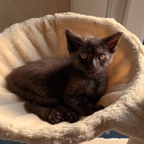 HANABI, Katze, 07/2025 – Bild 2