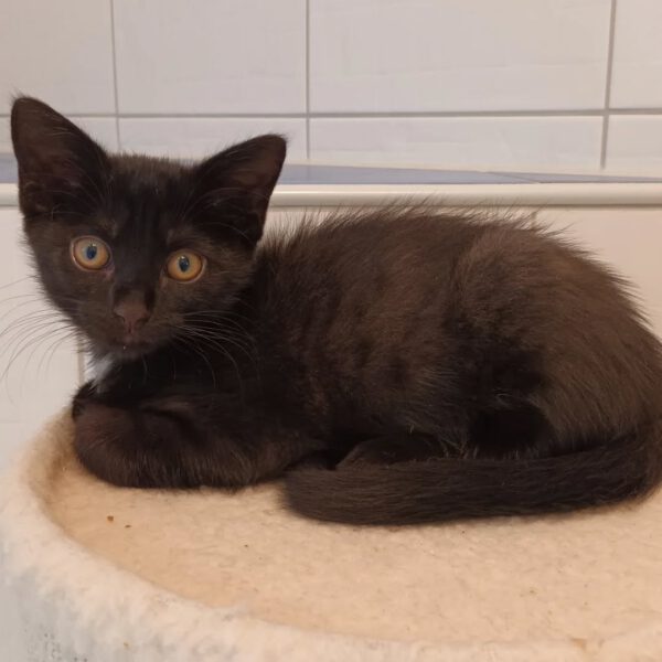 HANABI, Katze, 07/2025 – Bild 6