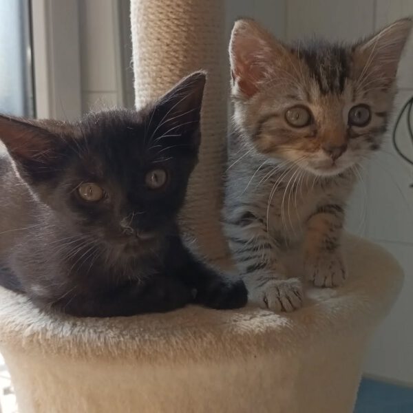 HANABI, Katze, 07/2025 – Bild 3