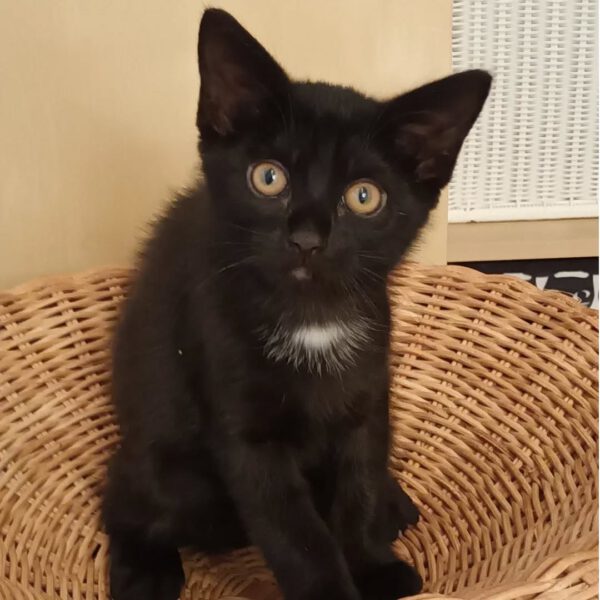 TIKAL, Kater, 07/2025 – Bild 8