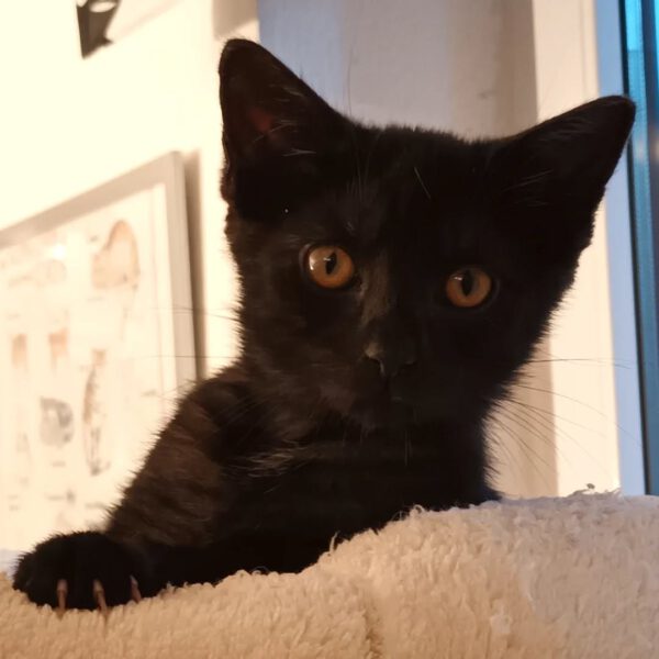HANABI, Katze, 07/2025 – Bild 8