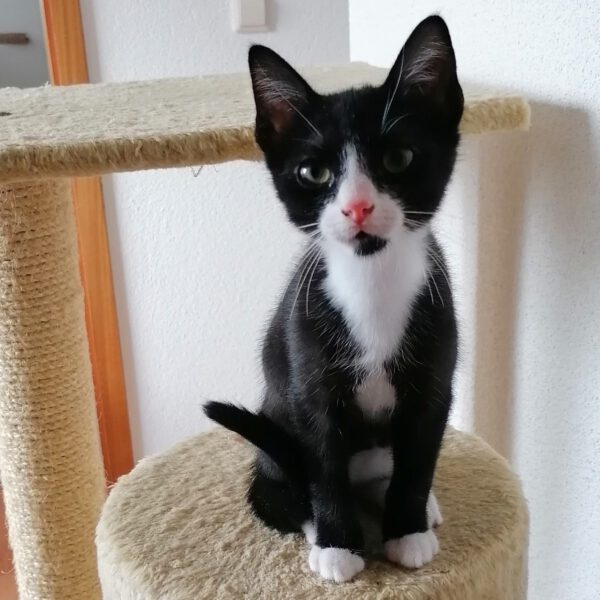 FRANKLIN, Kater, 06/2025
