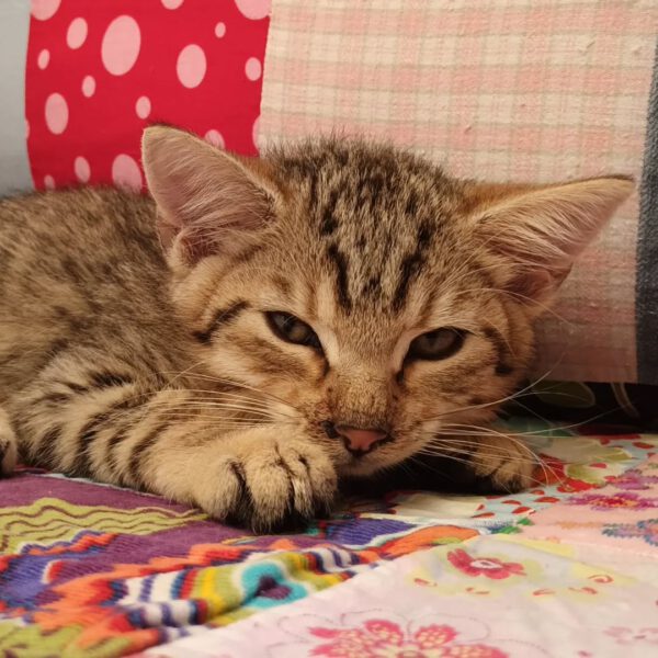 AZUL, Kater, 07/2025 – Bild 5