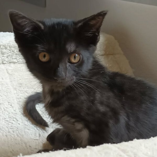 HANABI, Katze, 07/2025 – Bild 7