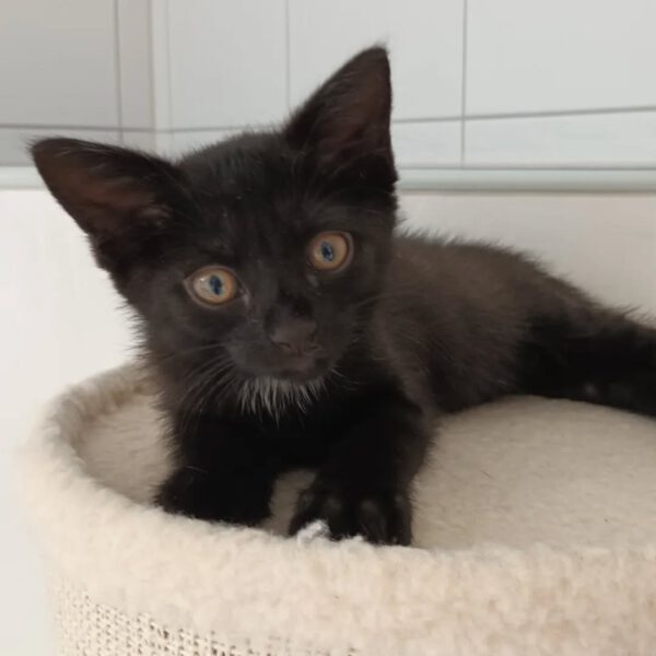 TIKAL, Kater, 07/2025 – Bild 2
