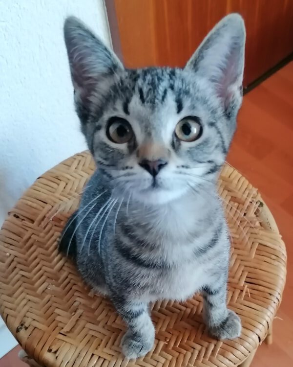 PATTI, Katze, 06/2025 – Bild 3