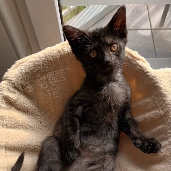 HANABI, Katze, 07/2025 – Bild 4