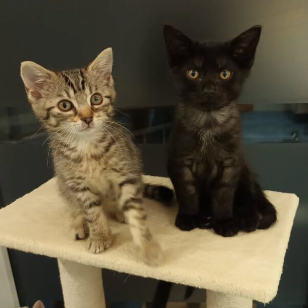 HANABI, Katze, 07/2025 – Bild 5