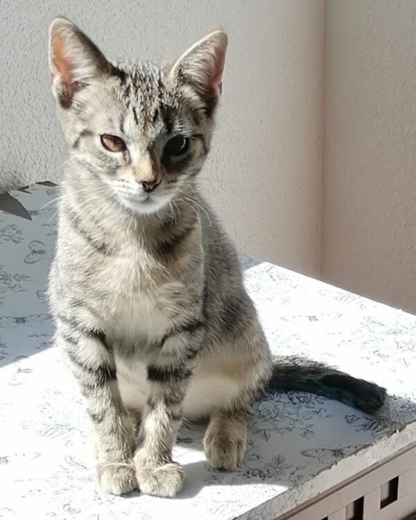 PATTI, Katze, 06/2025 – Bild 2