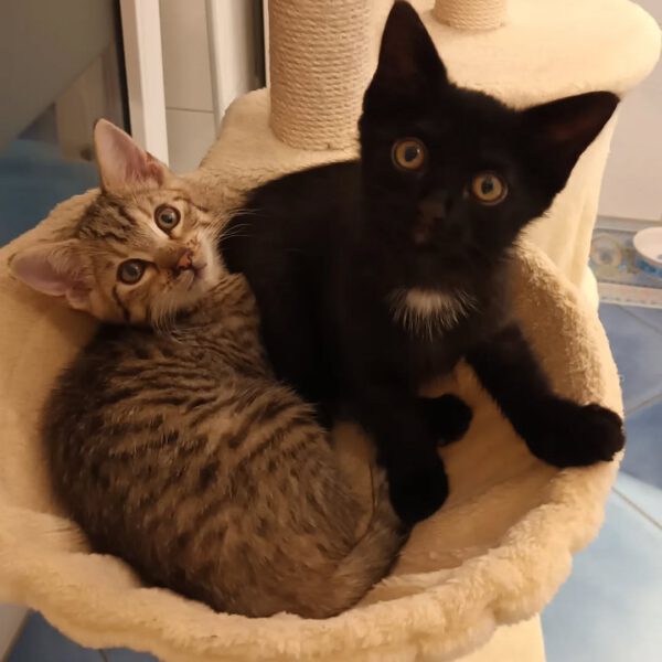TIKAL, Kater, 07/2025 – Bild 6