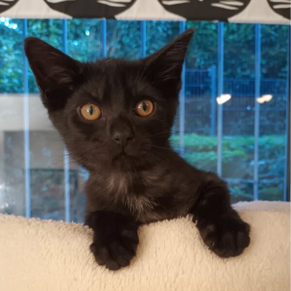 HANABI, Katze, 07/2025 – Bild 9
