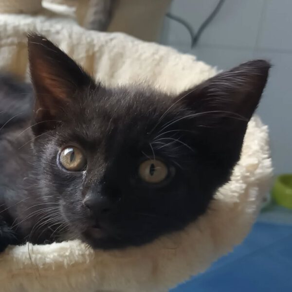 HANABI, Katze, 07/2025
