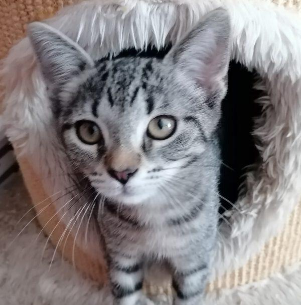 PATTI, Katze, 06/2025