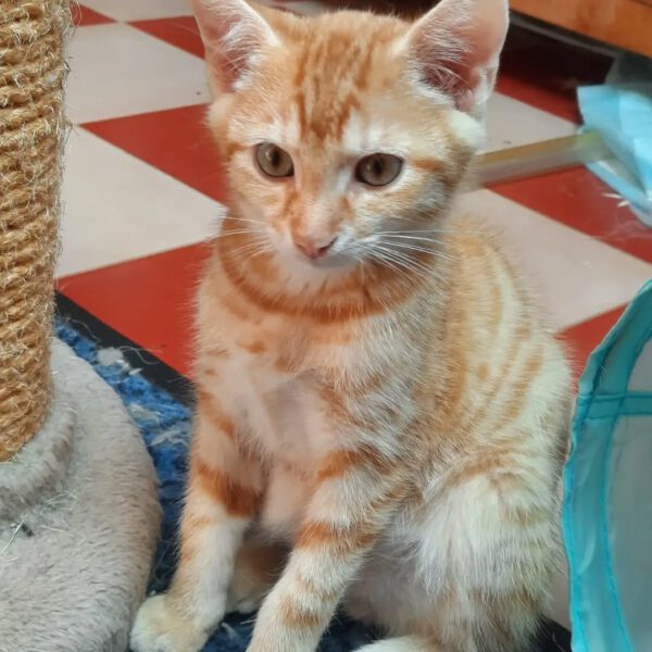 THEO und PEPPER, Kater, 06/2025, Freigang – Bild 6