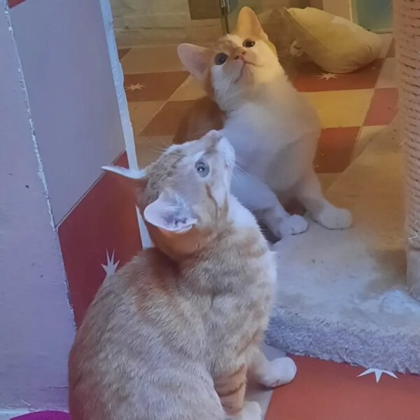 THEO und PEPPER, Kater, 06/2025, Freigang – Bild 3