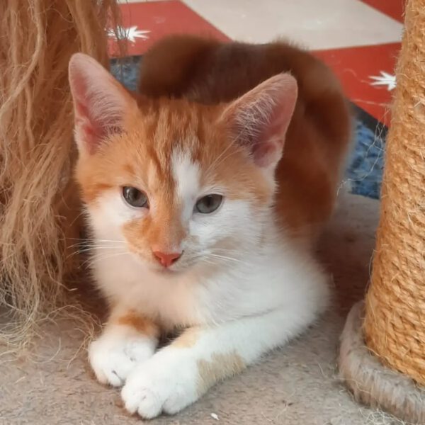 THEO und PEPPER, Kater, 06/2025, Freigang – Bild 2