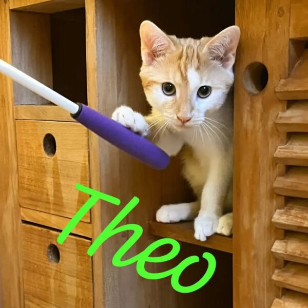 THEO und PEPPER, Kater, 06/2025, Freigang – Bild 4