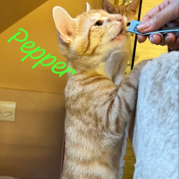 THEO und PEPPER, Kater, 06/2025, Freigang – Bild 5