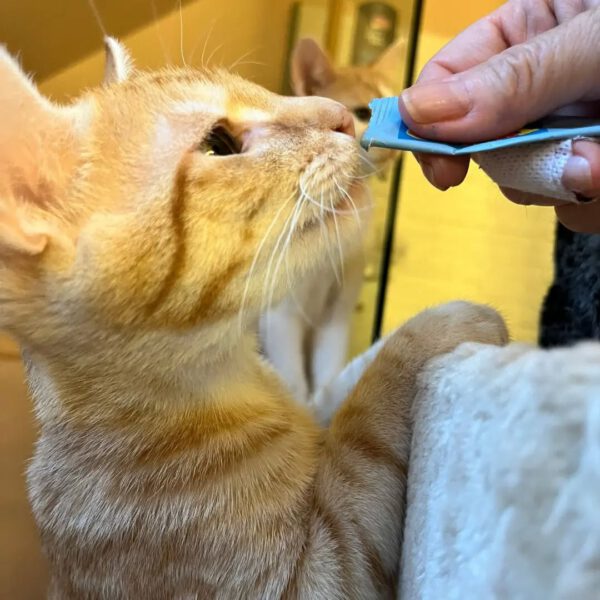 THEO und PEPPER, Kater, 06/2025, Freigang – Bild 7