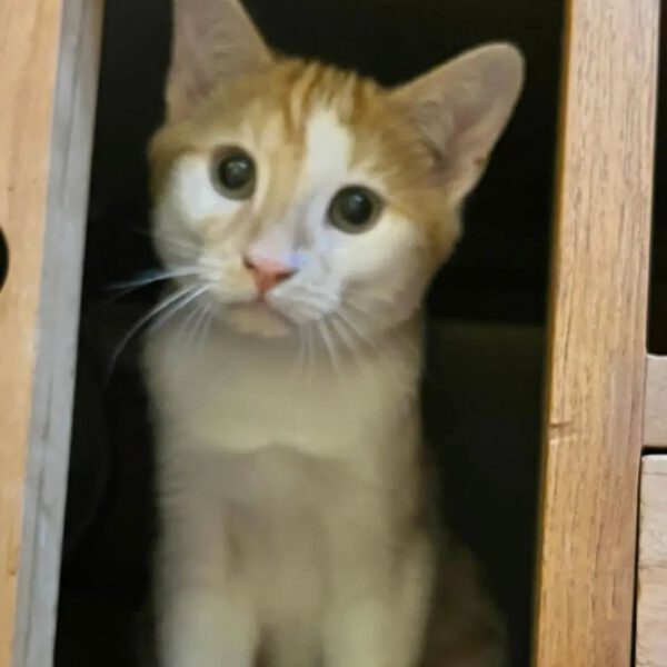 THEO und PEPPER, Kater, 06/2025, Freigang – Bild 9