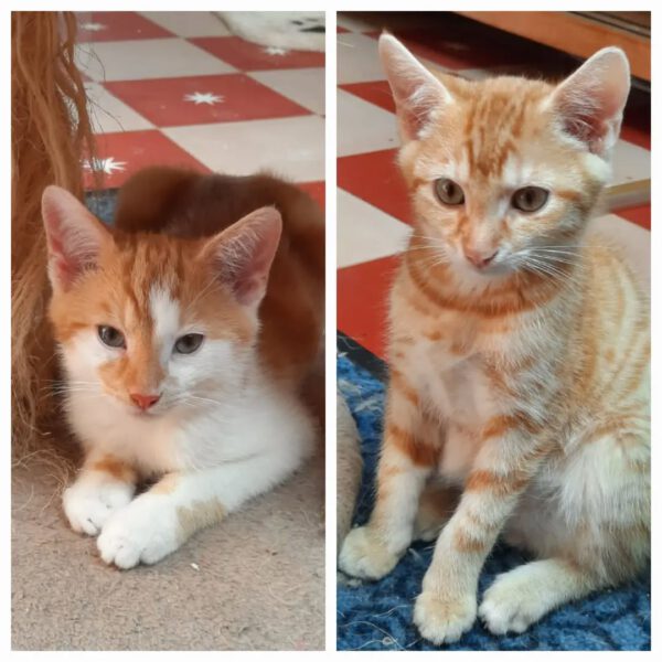 THEO und PEPPER, Kater, 06/2025, Freigang