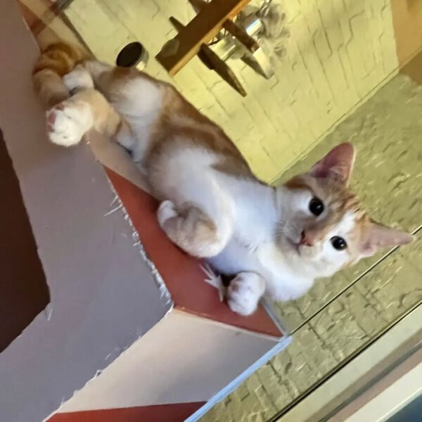 THEO und PEPPER, Kater, 06/2025, Freigang – Bild 8