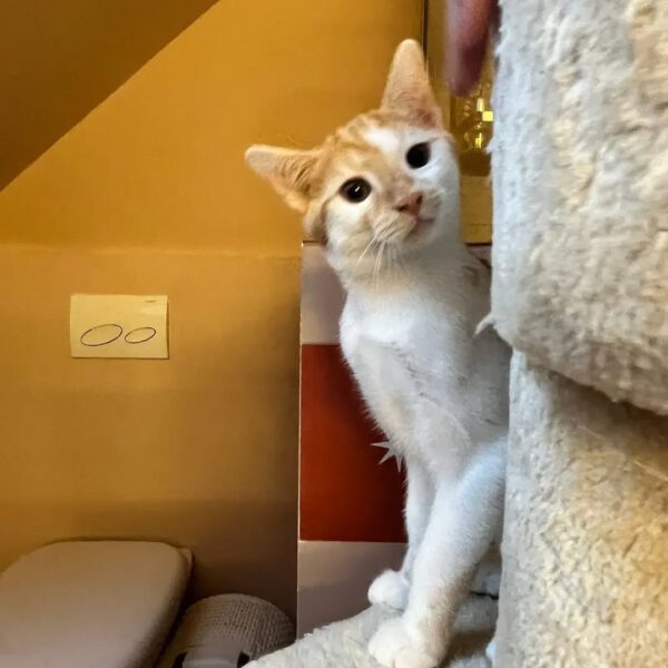THEO und PEPPER, Kater, 06/2025, Freigang – Bild 10