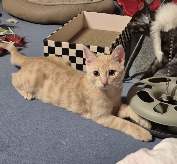 FLYNN, Kater, 05/2025