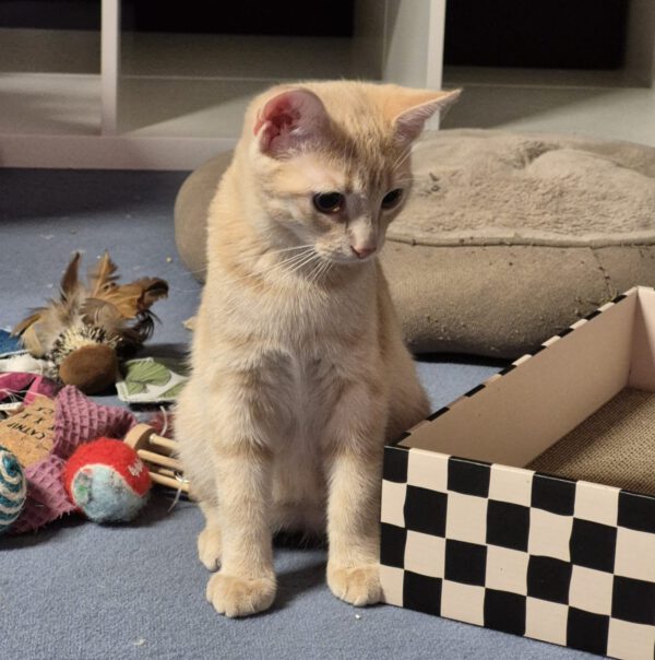 FLYNN, Kater, 05/2025 – Bild 3
