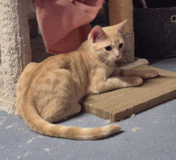 FLYNN, Kater, 05/2025 – Bild 4