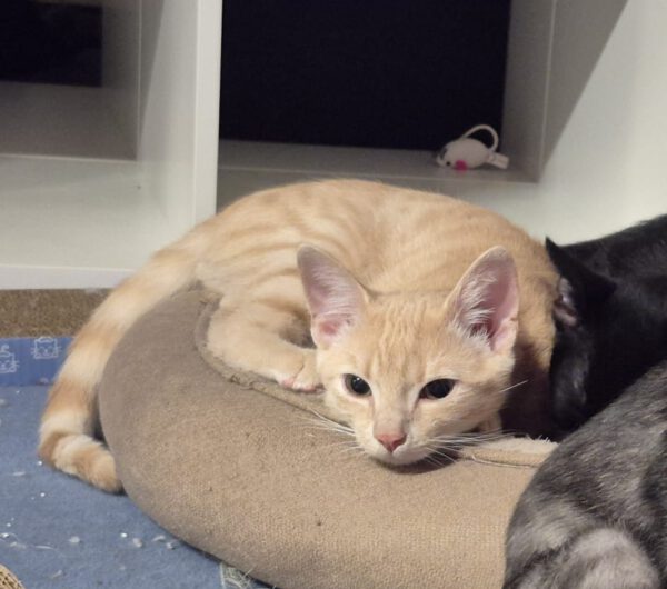 FLYNN, Kater, 05/2025 – Bild 2
