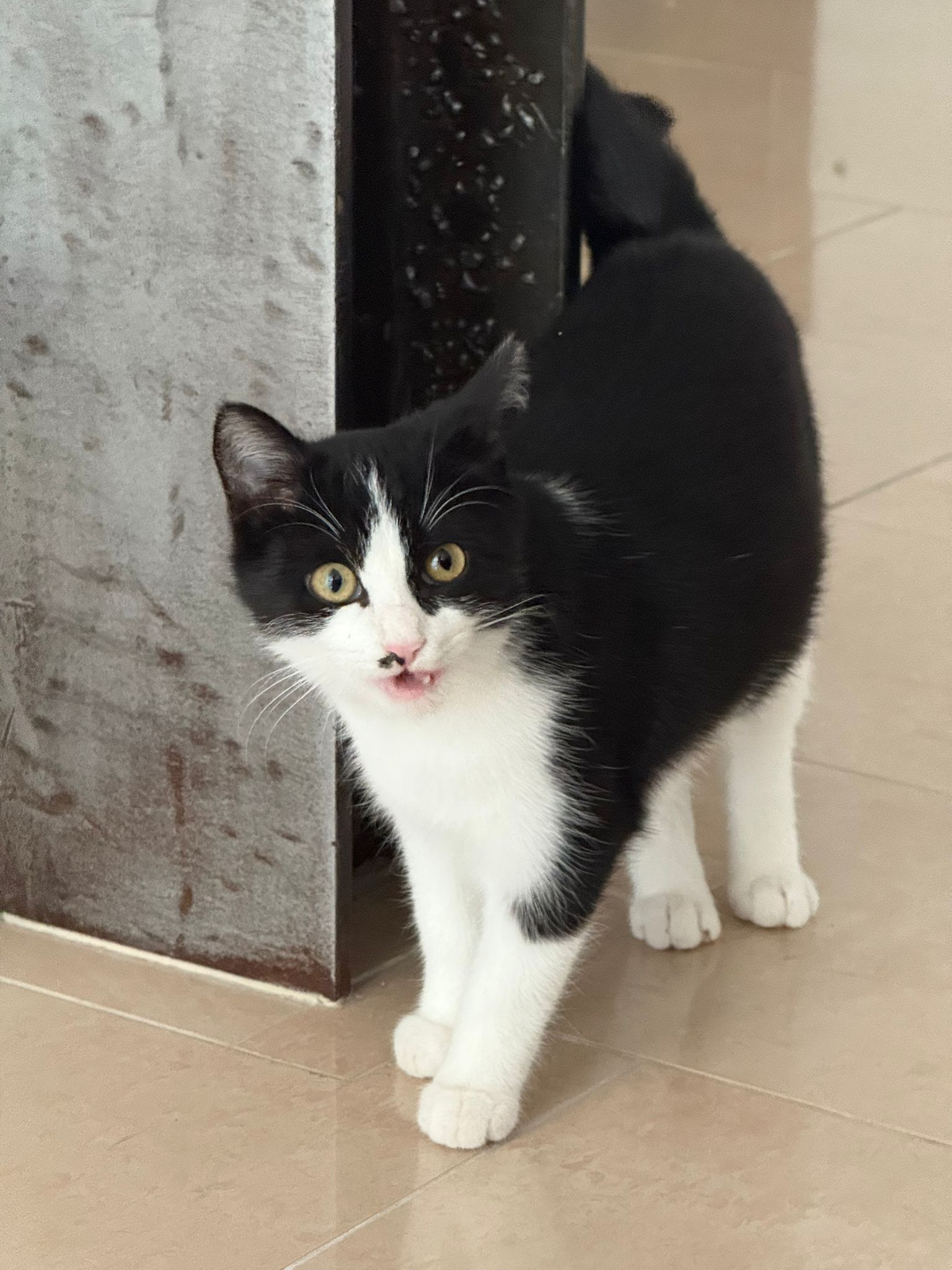 MOHRLE und MICHA, Katzen, 2022, Freigang – Bild 11