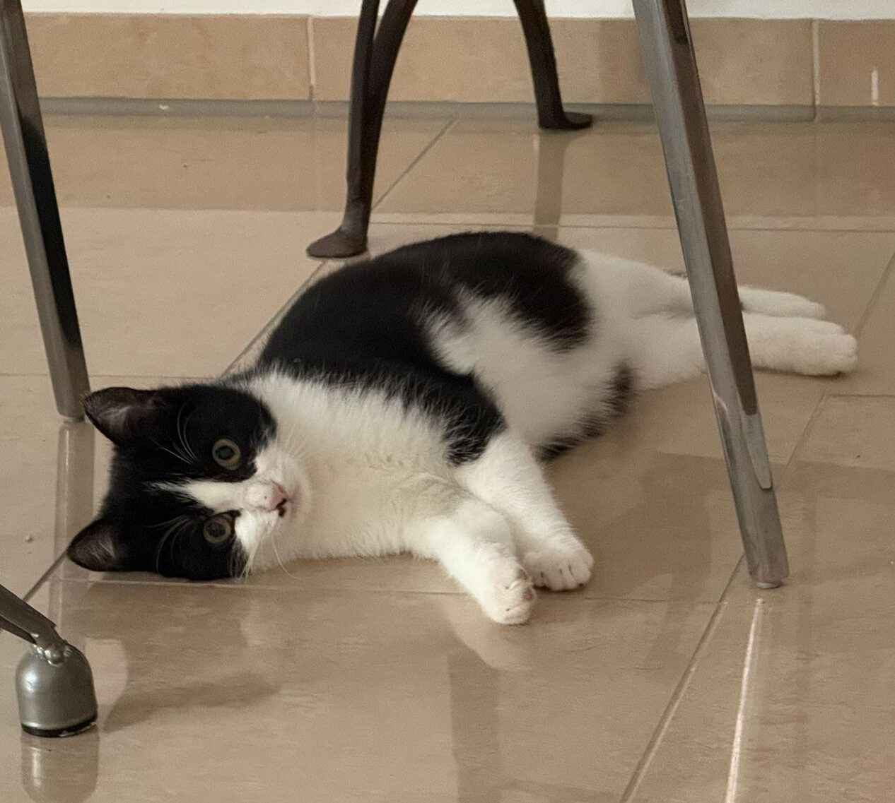 MOHRLE und MICHA, Katzen, 2022, Freigang – Bild 12