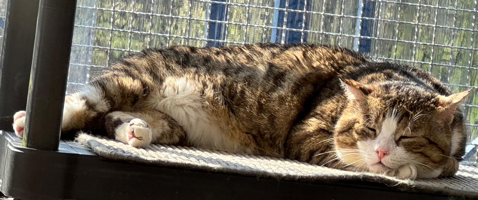 RAFI, Kater, 2019 – Bild 5