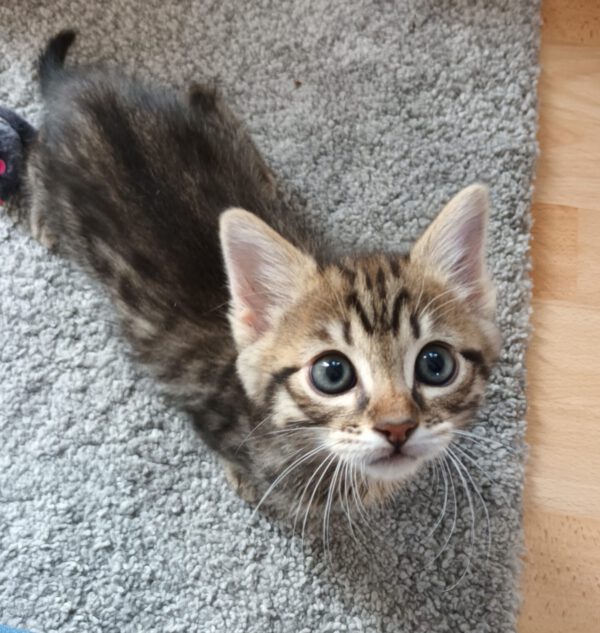 Nelson, Kater, 07/2025, Freigang – Bild 2