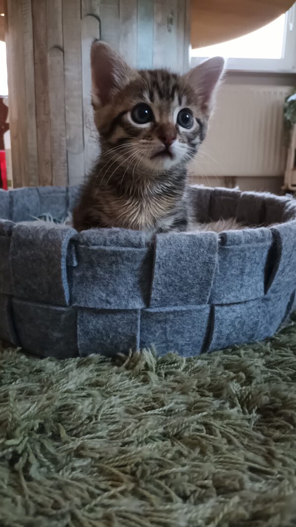 Nelson, Kater, 07/2025, Freigang – Bild 4