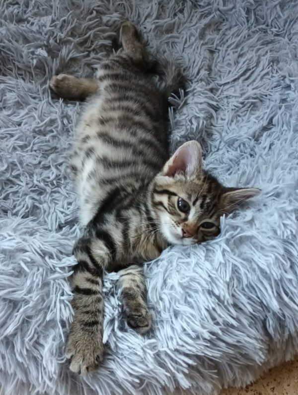 Nelson, Kater, 07/2025, Freigang – Bild 6