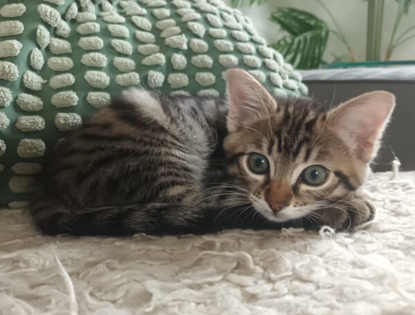 Nelson, Kater, 07/2025, Freigang – Bild 5
