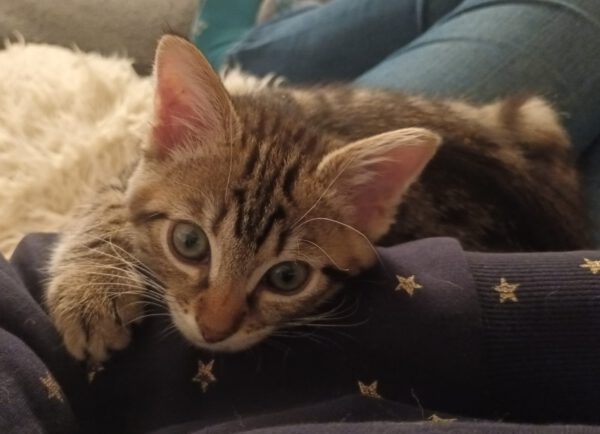 Nelson, Kater, 07/2025, Freigang – Bild 3