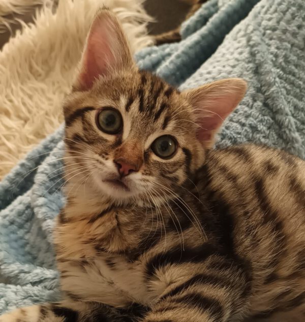 Nelson, Kater, 07/2025, Freigang
