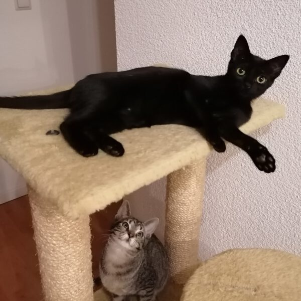 ARETHA und BESSI, Katze, 06/2025 – Bild 4
