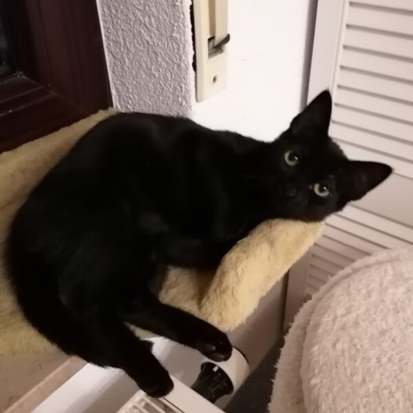 ARETHA und BESSI, Katze, 06/2025 – Bild 6