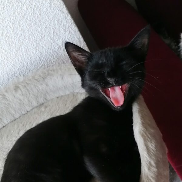 ARETHA und BESSI, Katze, 06/2025 – Bild 5